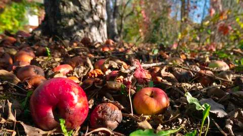 Fallen apples under a tree. Stock-Fotos