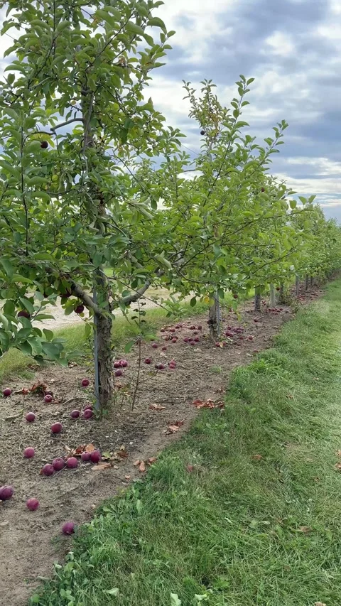 Fallen apples under trees and a grassy aisle between apple orchard rows Stock Footage 346495112