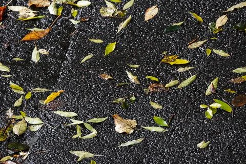 Fallen ash tree leaves lay on wet urban ground Foto stock