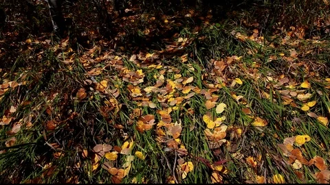 Fallen Aspen Leaves On Grass Stock Footage 105043412