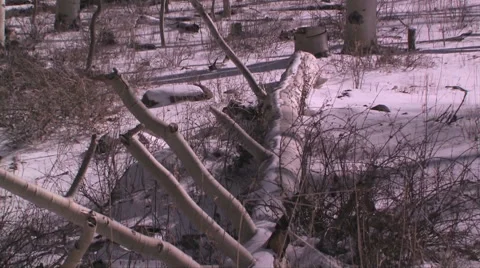 A fallen aspen tree is covered in snow in the mountains of Central Utah 스톡 동영상 56222818