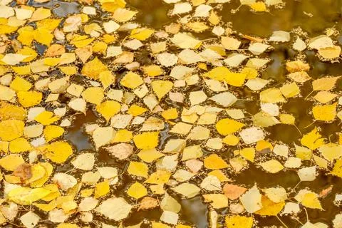 Fallen autumn birch leaves float in a puddle Stock Photos