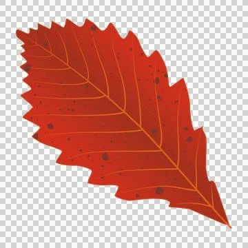 Fallen autumn dark red leaf Stock Illustration