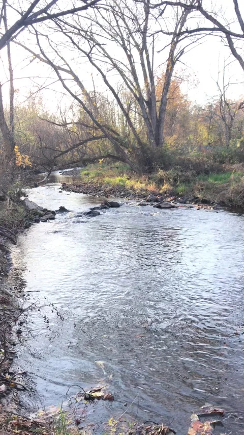 Fallen autumn dry leaves floating at the water level Stock Footage 144826716