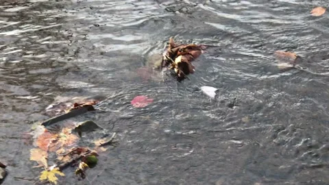 Fallen autumn dry leaves floating at the water level Stock Footage 144828023