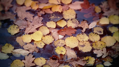 Fallen autumn / fall leaves float on the waters surface - close up. 4K tripod Stock Footage 223640685