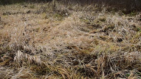 Fallen autumn grass, field Stock Footage 119172292