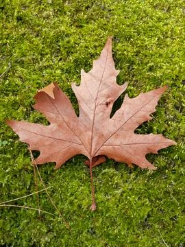 Fallen Autumn Leaf and Pine Needles on Moss Turkey Stock Photos