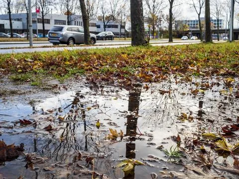 Fallen autumn leaf debris into a pool of reflective water Stock Photos