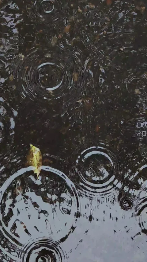 Fallen autumn leaf floating in rainy puddle. vertical. Vidéo 333295237