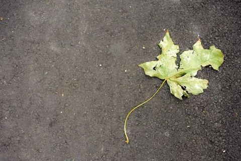 Fallen autumn leaf on the ground Stock Photos