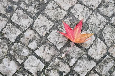 Fallen autumn leaf on the ground Stock Photos