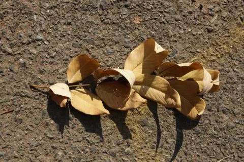 The fallen autumn leaf, in hand, under the leg, and on the tarmac background Stock Photos