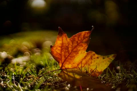 Fallen autumn leaf lying on grass Stock Photos
