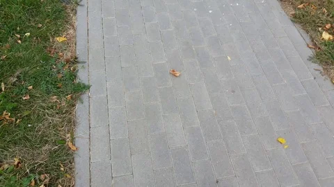 Fallen autumn leaf motion Stock Footage 96042437