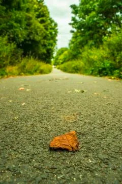 Fallen autumn leaf in the park Stock Photos