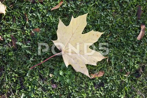 Fallen autumn leaf Stock Photos