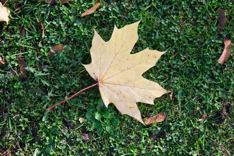 Fallen autumn leaf Stock Photos