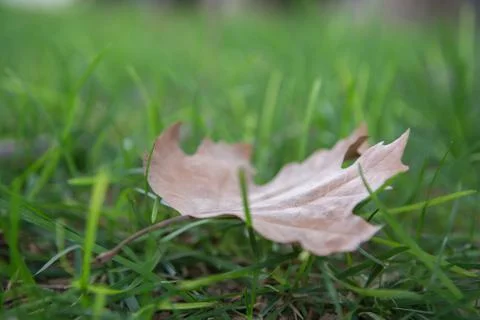 Fallen autumn leaf Stock Photos