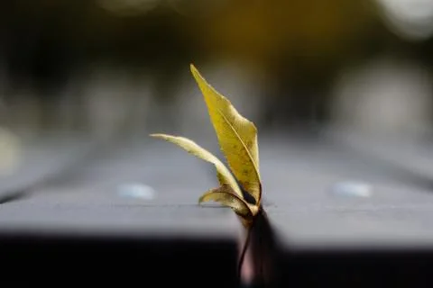 Fallen autumn leaf Stock Photos