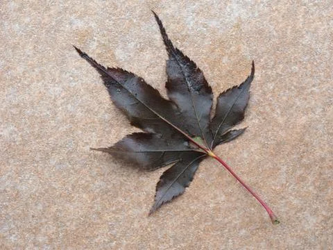 Fallen autumn leaf Stock Photos