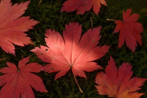 Fallen autumn leaf Stock Photos
