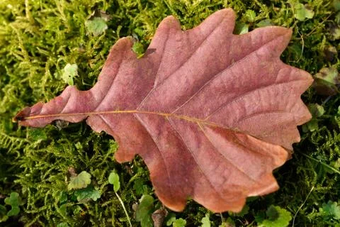 Fallen autumn leaf Stock Photos