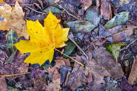 Fallen autumn leaf Stock Photos