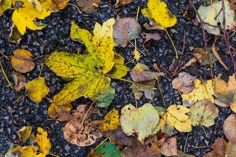 Fallen autumn leaf Stock Photos