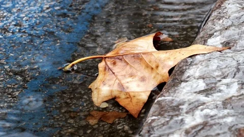 Fallen Autumn Leaf in Puddle During Rain Video stock 346370302