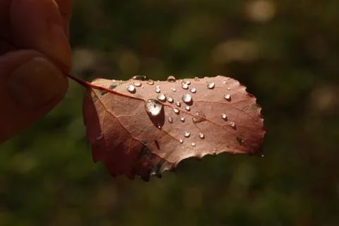 Fallen autumn leaf with raindrops Stock Photos