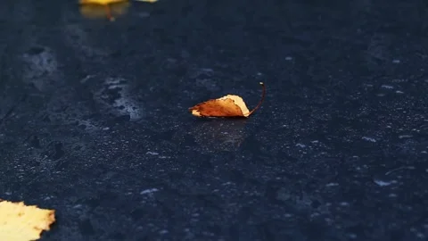 Fallen autumn leaf rests on dark wet surface covered with numerous water Stockbeeldmateriaal 328816574
