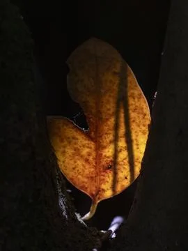 Fallen autumn leaf on a tree trunk Stock Photos
