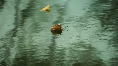 Fallen autumn leaf in water sailing. Video stock 126087916