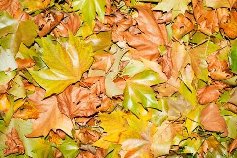 Fallen autumn leafs for background Stock Photos