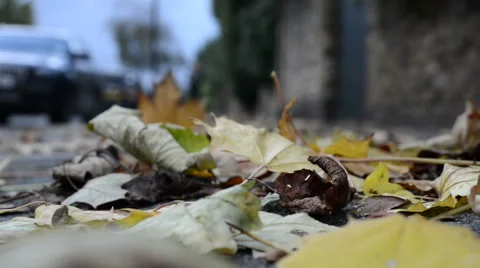 Fallen autumn leafs on a windy day Vídeo Stock 42900060