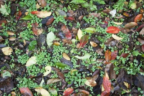 Fallen autumn leaves background Stock Photos