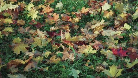 Fallen autumn leaves of different colors and shades on a background of green Stock Footage 139926450