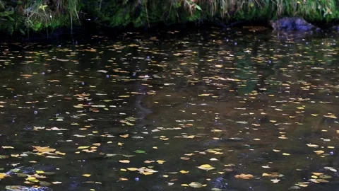 Fallen autumn leaves float on dark water surface of pond, gentle rain creates Stock Footage 328816584