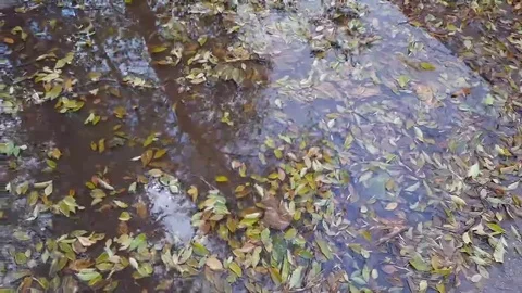 Fallen autumn leaves floating in puddle water. Stock Footage 69211701