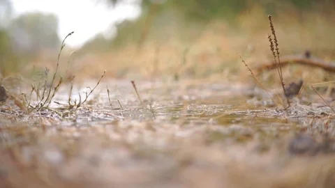 Fallen Autumn Leaves Floating in Puddle Water Under the Rain. Stock Footage 94841969