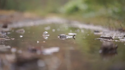 Fallen Autumn Leaves Floating in Puddle Water Under the Rain. Video stock 94841972
