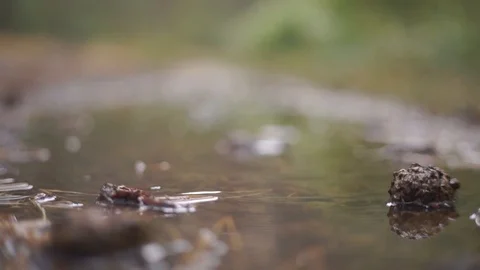 Fallen Autumn Leaves Floating in Puddle Water Under the Rain. Stock Footage 94841977