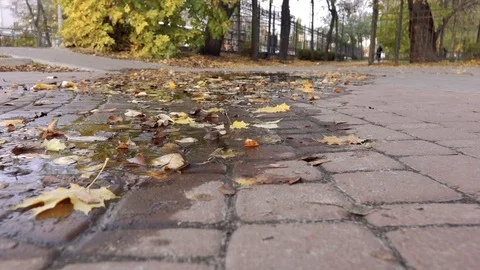 Fallen Autumn Leaves Floating in Puddle Water Under the Rain. Stock Footage 117925581