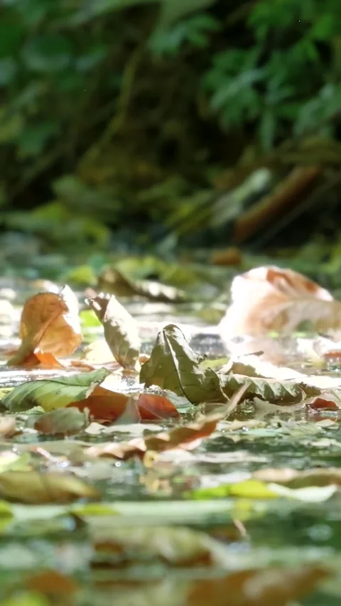 Fallen autumn leaves floating on puddle water Stockbeeldmateriaal 327109839