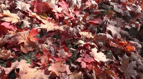 Fallen autumn leaves 스톡 동영상 12388191