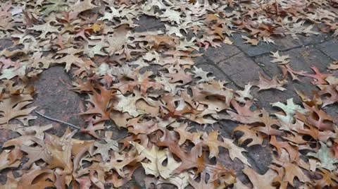Fallen autumn leaves Stock Footage 12427549