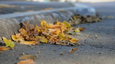 Fallen autumn leaves Stock Footage 55568713