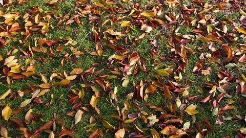 Fallen autumn leaves Stock Footage 79758985