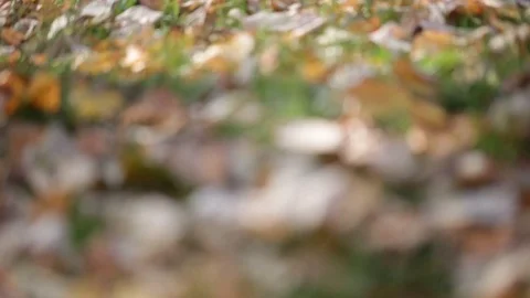 Fallen autumn leaves Stock Footage 93781532